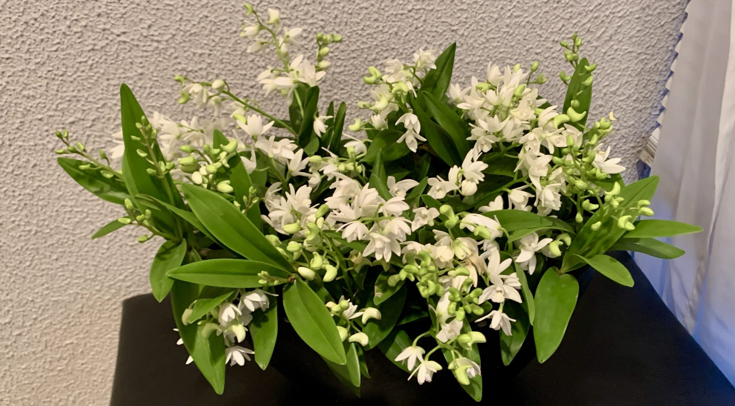 width=225 height=300